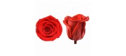 Rose Large - 6cm